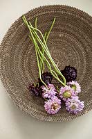 Display of Scabiosa