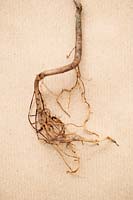Roots of Asimina triloba