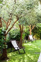 Recliner seating in lawned garden and olive trees.