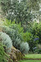 Mediterranean bush plants including olives tree, Verbena, agapanthus, rosamrinus, carex, achium, tulbaghia.