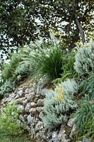 Rock wall with mix of Mediterranean bush plants growing over and in it