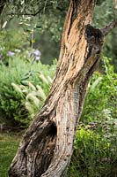 Olea europaea - Olive - tree trunk