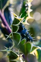 Ilex aquifolium 'Ferox Argentea', Hedgehog Holly