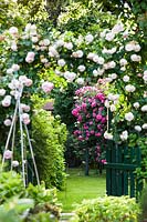 View into flowering rose garden.
