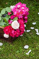 A basket of fresh roses arranged in basket in the garden.
