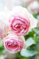 Rosa 'Pierre de Ronsard' - Climbing Rose 
