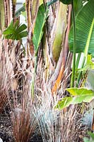 Strelitzia nicolai - Bird of Paradise - and ornamental grass 