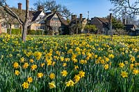Mixed daffodils at Hever Castle, Kent, UK.
