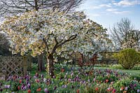 Prunus 'Shirotae' and tulips in flower at Merriments in Sussex, UK. 