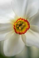 Narcissus 'Actaea' - Daffodil or Pheasant's Eye
