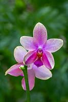 Phalaenopsis 'Liodora' - Moth Orchid