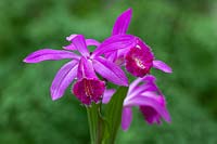 Pleione berapi 'Purple Sandpiper' - Windowsill orchid