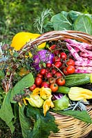 Basket of freshly harvested vegetables. 