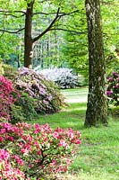 A mix of Azaleas, Rhododendrons, Heather and Camellias in the summer border