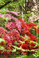 Border of a mix Rhododendrons in the woodland garden