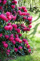 Rhododendrons 
