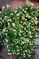 Rosa 'The Pilgrim' syn. 'Auswalker' AGM growing on the wall of a barn
