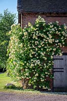 Rosa 'The Pilgrim' syn. 'Auswalker' growing on the wall of a barn