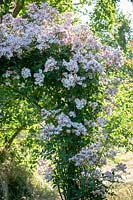Rosa 'Francis E. Lester' AGM growing over a wooden arch in a wild area of the garden