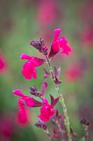 Salvia greggii Mirage Neon Rose