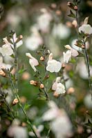 Salvia greggii Mirage Cream