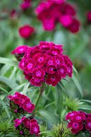 Dianthus barbatus F1 Dash Violet - Sweet William