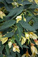 Begonia F1 'Starshine Yellow'