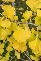 Gingko biloba - Maidenhair Tree in Autumn