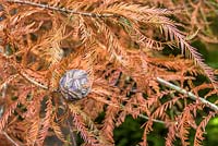 Metasequoia glyptostroboides in autumn with cones - Dawn Redwood