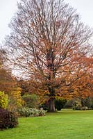 Fagus sylvatica - Beech tree with autumn colour