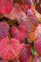Vitis coignetiae - Crimson Glory Vine autumn colour