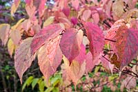 Euonymus hamiltonias - Autumn colour