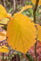 Hamamellis mollis leaf with autumn colour