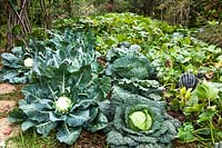 Cabbage and cauliflower in the vegetable garden 