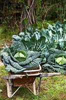 Cabbage and cauliflower harvested and put in old wooden wheelbarrow