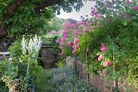 Rosa 'American Pillar' - Rambler Rose - scrambles over wall, view along flower beds to decorative Cretan urn 