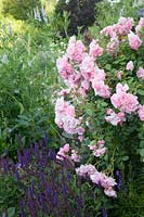 Rosa 'Bonita' - Shrub Rose - overhanging Salvia 'Caradonna'