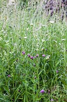 Centaurea nigra - Lesser Knapweed - and other plants growing in wildflower meadow 