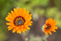 Arctotis fastuosa 'Orange Prince' - Cape Daisy, Monarch of the Veldt, African Daisy- syn Anemonospermos fastuosa, Arctotis aurea