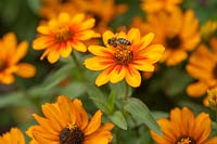 Zinnia marylandica 'Sunburst' flower with pollinating bee
