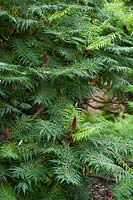 Rhus typhina 'Dissecta' syn. Rhus hirta 'Laciniata' - Cut-Leaf Staghorn Sumac