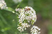 Blooming Allium canadense - Wild Garlic, Meadow Garlic, Wild Onion - with pollinating bee