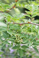 Zanthoxylum piperatum - Japanese Pepper, Sichuan Peppercorn - berries are a constituent of 'Sichuan pepper' and 'Five-spice powder'