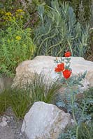 Eschscholzia californica syn. Californian poppy in Jurassic limestone gravel. Large boulders. Euphorbia seguieriana subsp. niciciana syn. Siberian spurge.