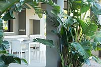 View through Strelitzia nicolai -Bird of Paradise - foliage to an outdoor kitchen near house with table and chairs 