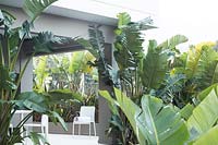 Strelitzia nicolai - Bird of Paradise - near outdoor veranda with chairs