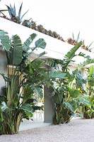 Planting around an outdoor terrace, Strelitzia nicolai - Bird of Paradise - growing against each pillar, on top of balcony row of Agave Americana and Aeonium arboreum 'Nigrum'