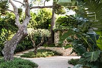 Gravel area with beds of Salvia rosmarinus Prostratus Group - Rosemary - under 
Pinus halepensis - Aleppo Pine and other trees. Stone steps and retaining walls and Strelitzia nicolai