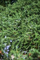 Salvia rosmarinus Prostratus Group - Rosemary