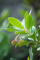 Arbutus unedo - Strawberry Tree - showing green fruits just turning red